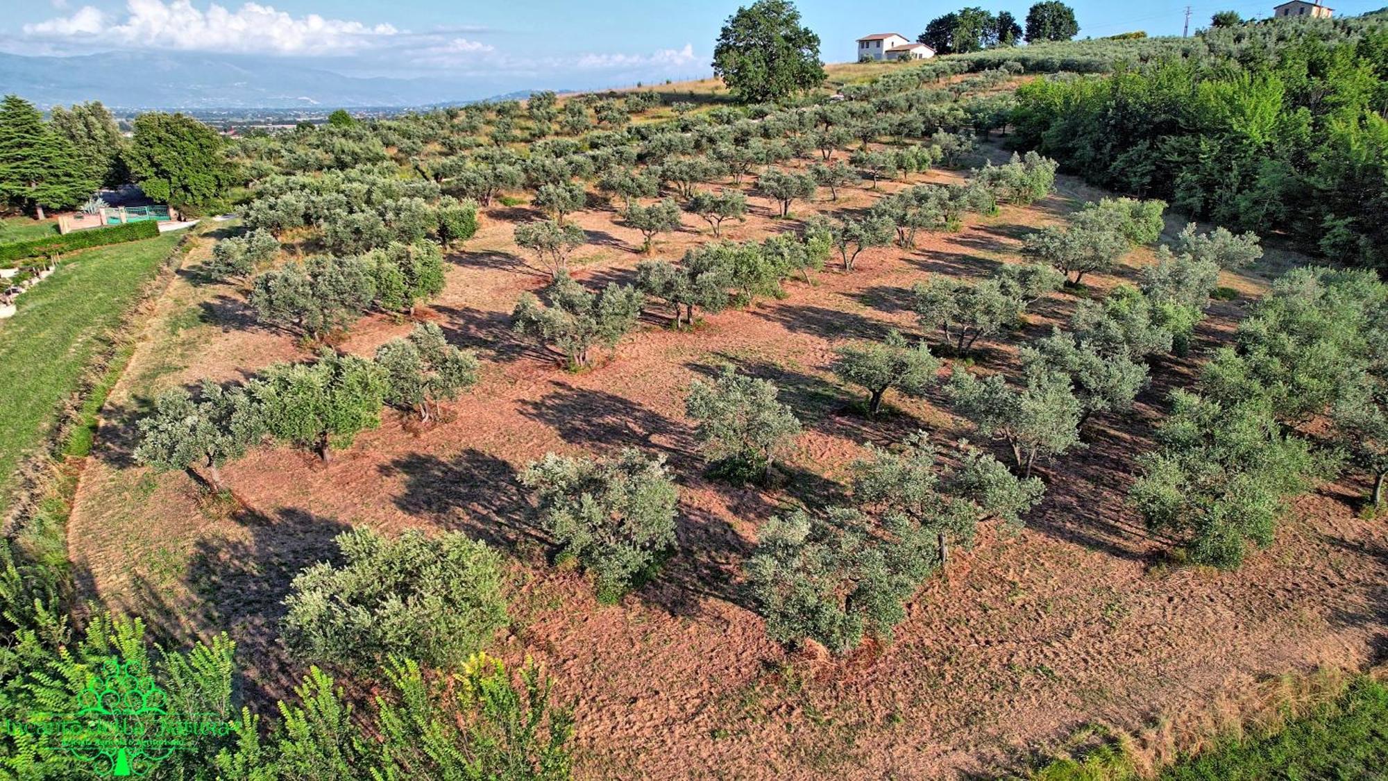 Agriturismo Incanto Della Natura Cannara Luaran gambar